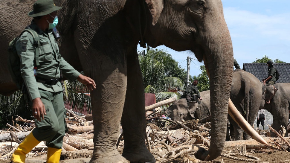 2025/12/08/antarafoto-gajah-bersihkan-puing-kayu-bencana-aceh-1765183209_7634.jpg