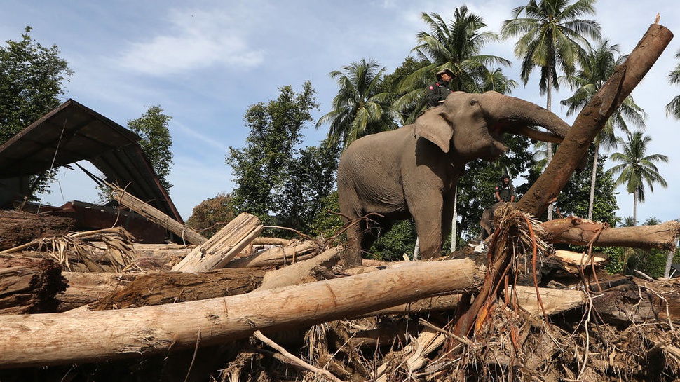 2025/12/08/antarafoto-gajah-bersihkan-puing-kayu-bencana-aceh-1765183211_7635.jpg