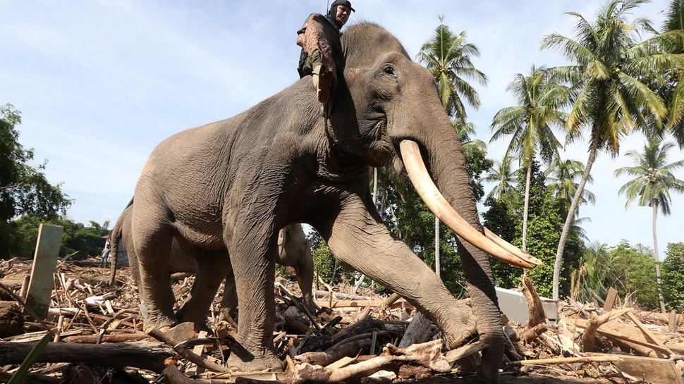 2025/12/08/antarafoto-gajah-bersihkan-puing-kayu-bencana-aceh-1765183214_7637.jpg