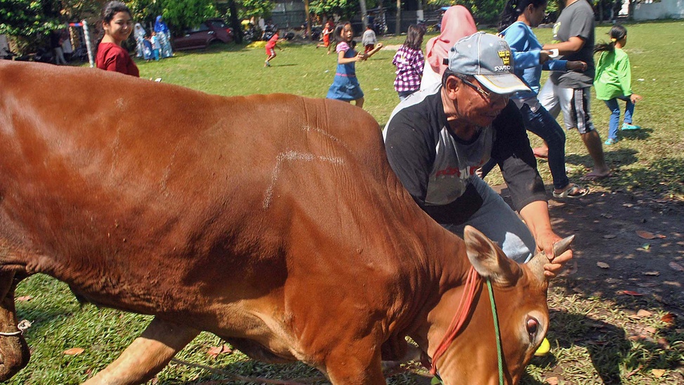 Sapi Ngamuk dan Sapi Kurban Warga Singapura