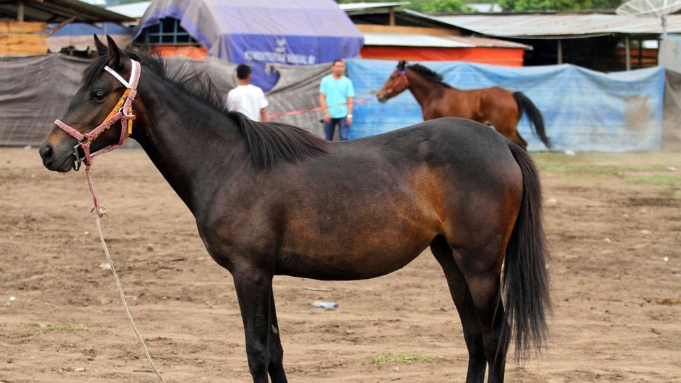 Atraksi Pacuan Kuda Tanah Gayo