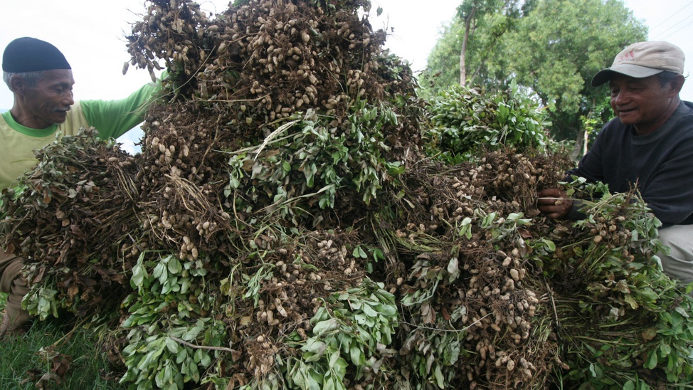 Harga Kacang Tanah Merosot Tirto ID