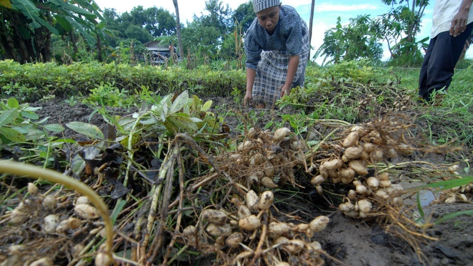 Harga Kacang Tanah Merosot Tirto ID