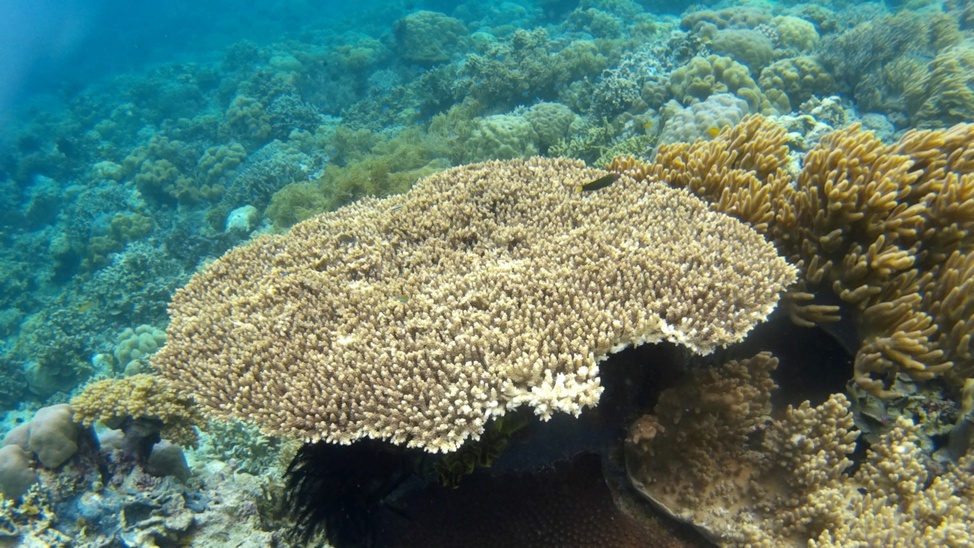 Mari Mabuk Selam Pulau Tomia