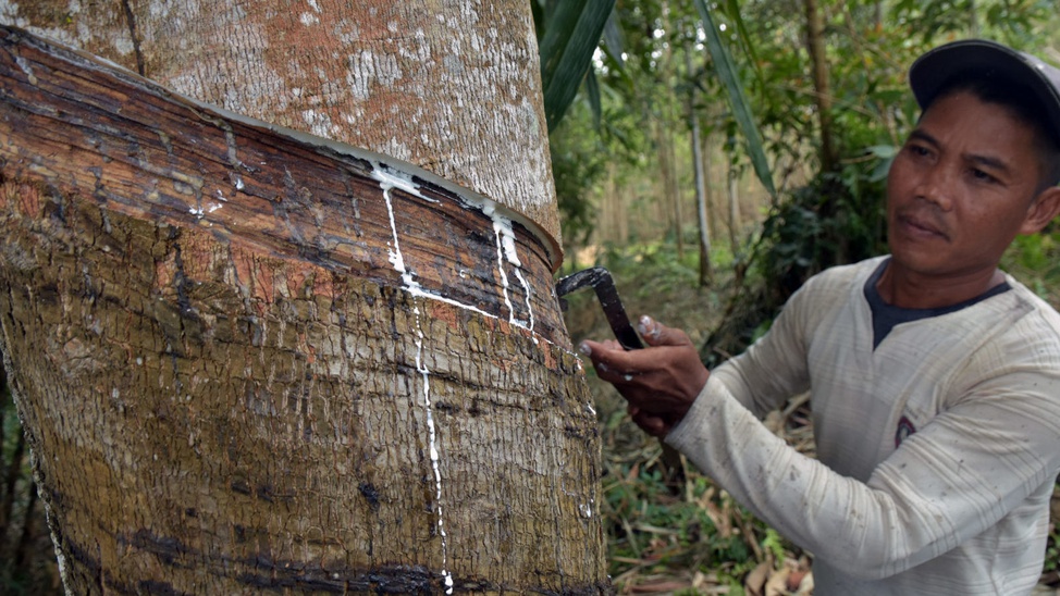 Harga Karet Naik