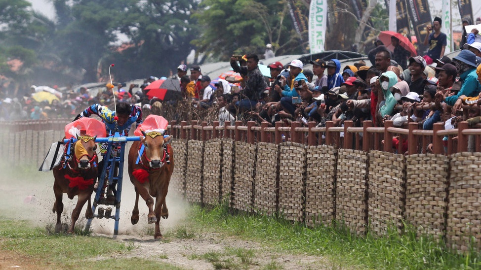 Karapan Sapi Piala Presiden 2022 Di Madura Karapan Sapi Piala Presiden 2022 Di Madura