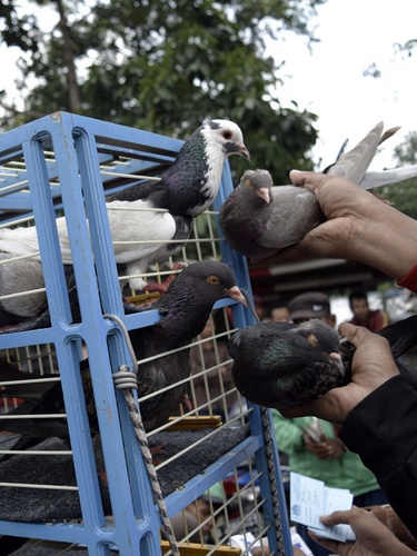 1080 Foto Gambar Burung Merpati Gagah Gratis Gambar Burung