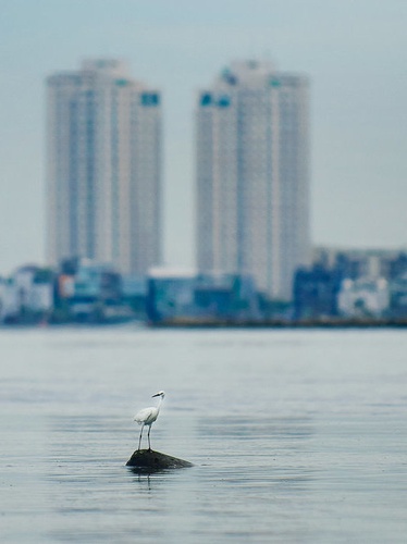 Habitat Bangau Muara Angke Foto Tirto Id