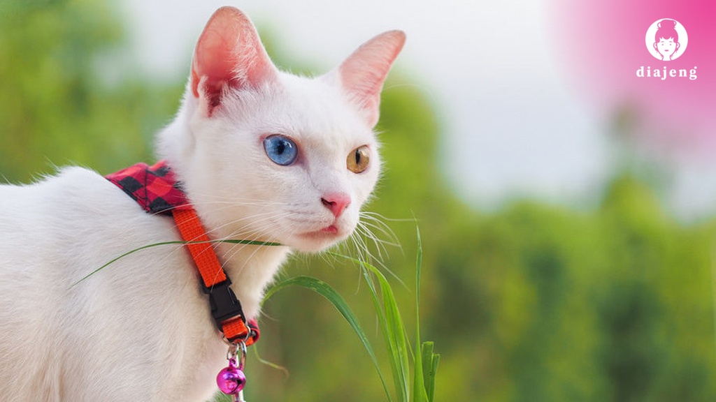 5 Fakta Unik Kucing Odd Eye, Harga, dan Cara Merawatnya