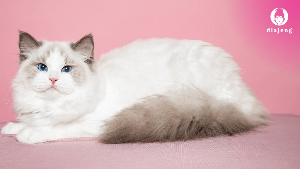 Fakta-fakta Menarik Kucing Ragdoll, Harga, dan Karakteristiknya