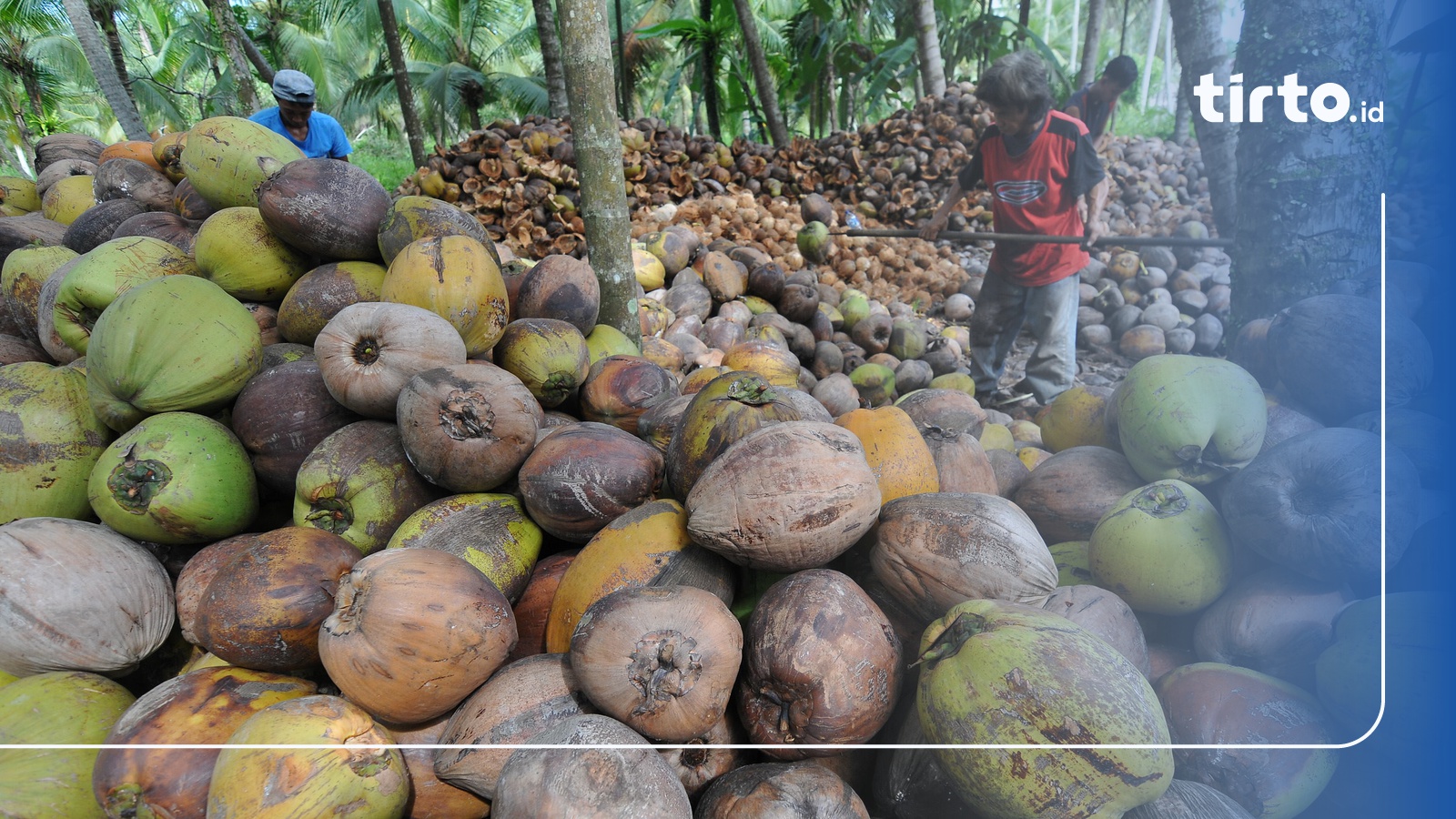 Produksi Perkebunan Lebak Banten Capai 31 610 Ton