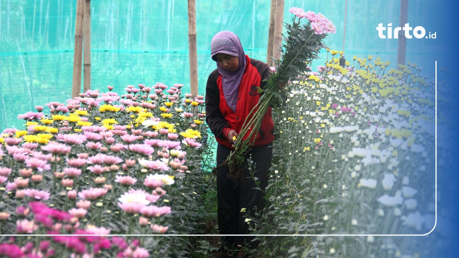 Cara Merawat Bunga Krisan Agar Terus Berbunga & Tahapan Budidaya