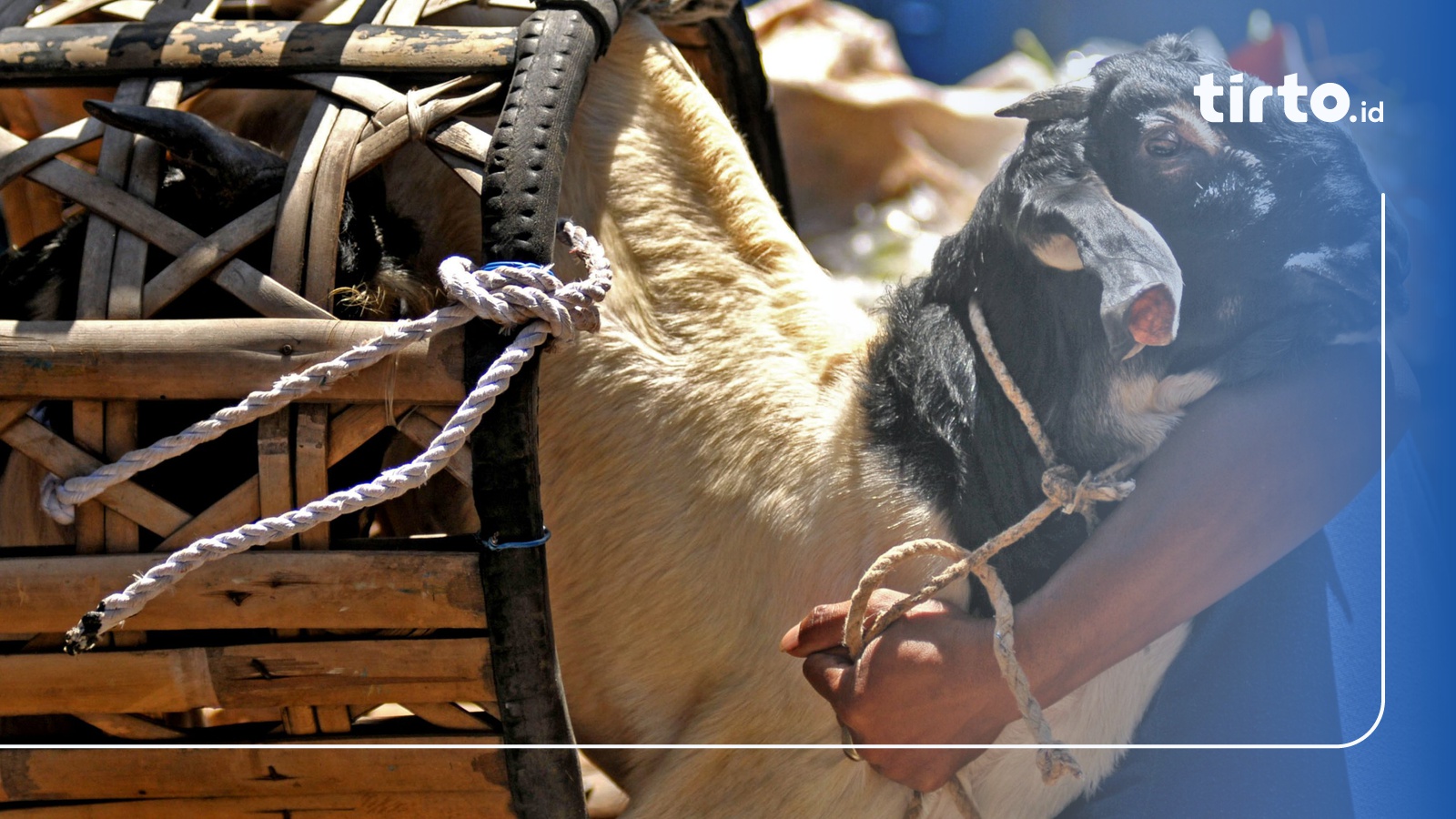 Gemari Daging Kambing, Jokowi: Kolesterol Saya Rendah 