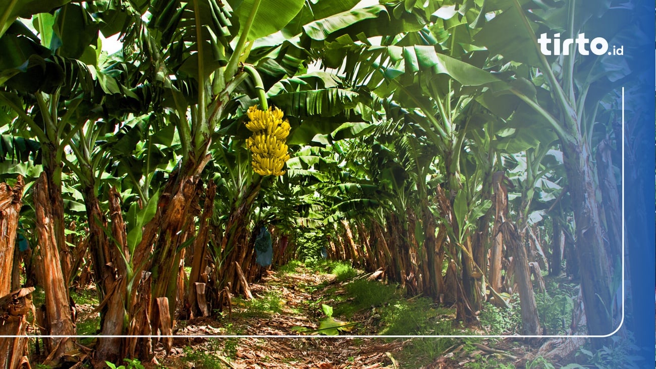 Manfaat Jantung Pisang Bagi Kesehatan: Cegah Infeksi Hingga Depresi