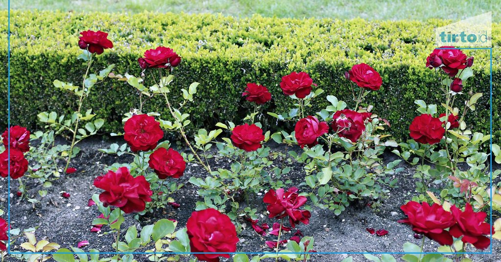 Kota Batu, Surga Bunga di Jawa Timur - Tirto.ID