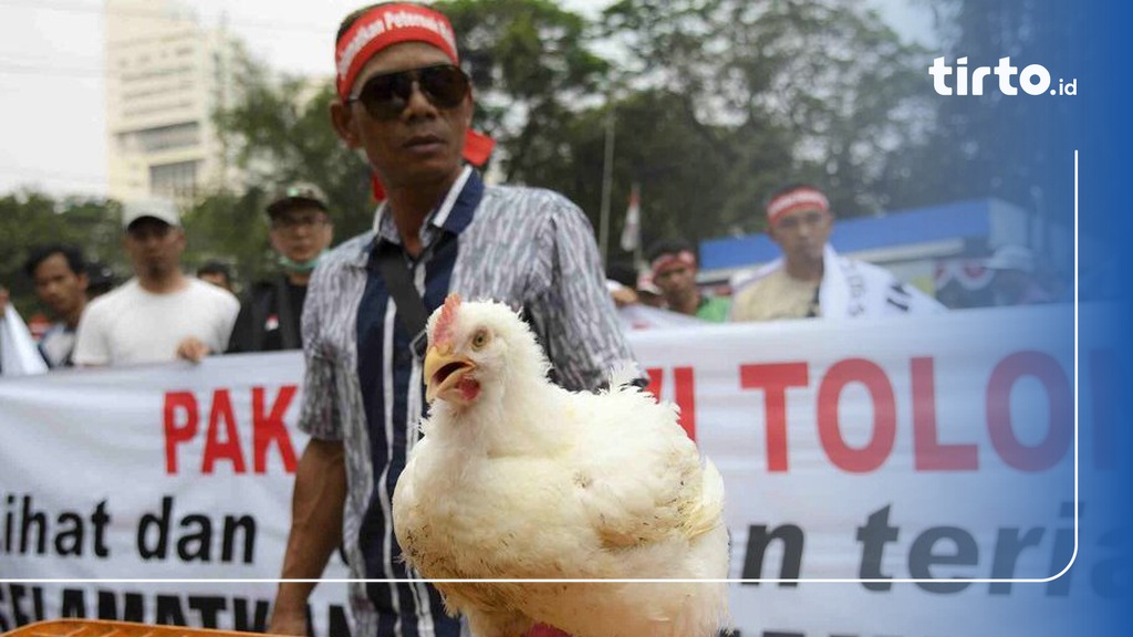 Ada Kartel Di Balik Anjloknya Harga Ayam Peternak?