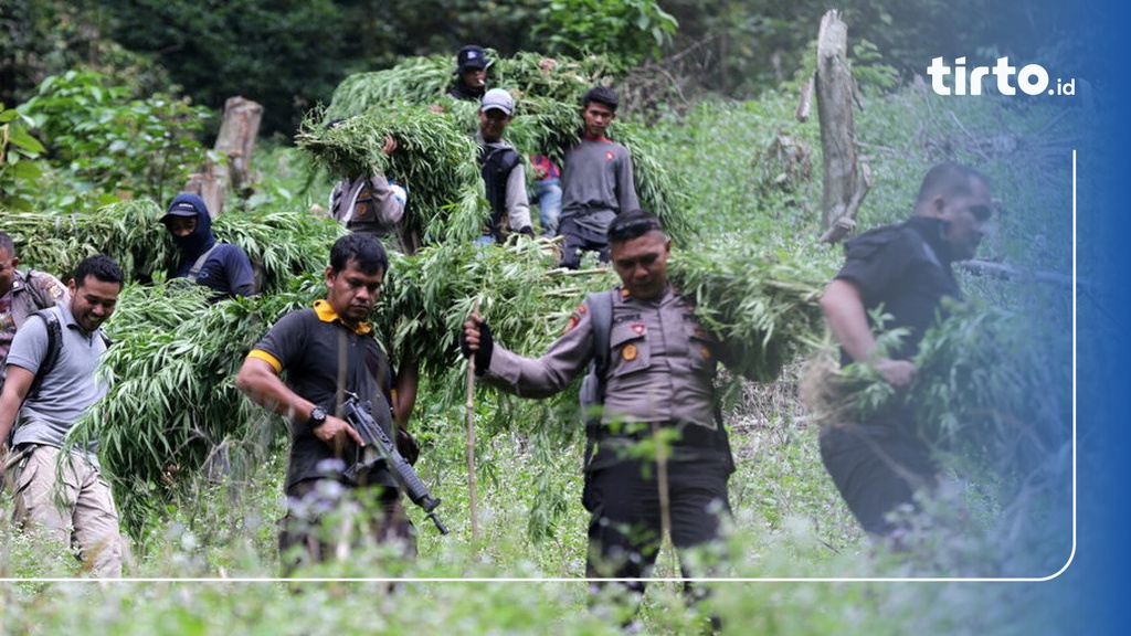 Polri Temukan 25 Hektare Ladang Ganja Jaringan Aceh Jakarta