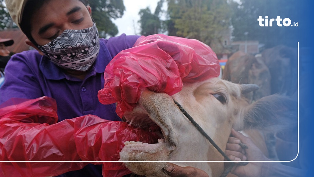 Gejala Klinis PMK Pada Sapi-Kambing & Fatwa MUI Soal Hewan Kurban