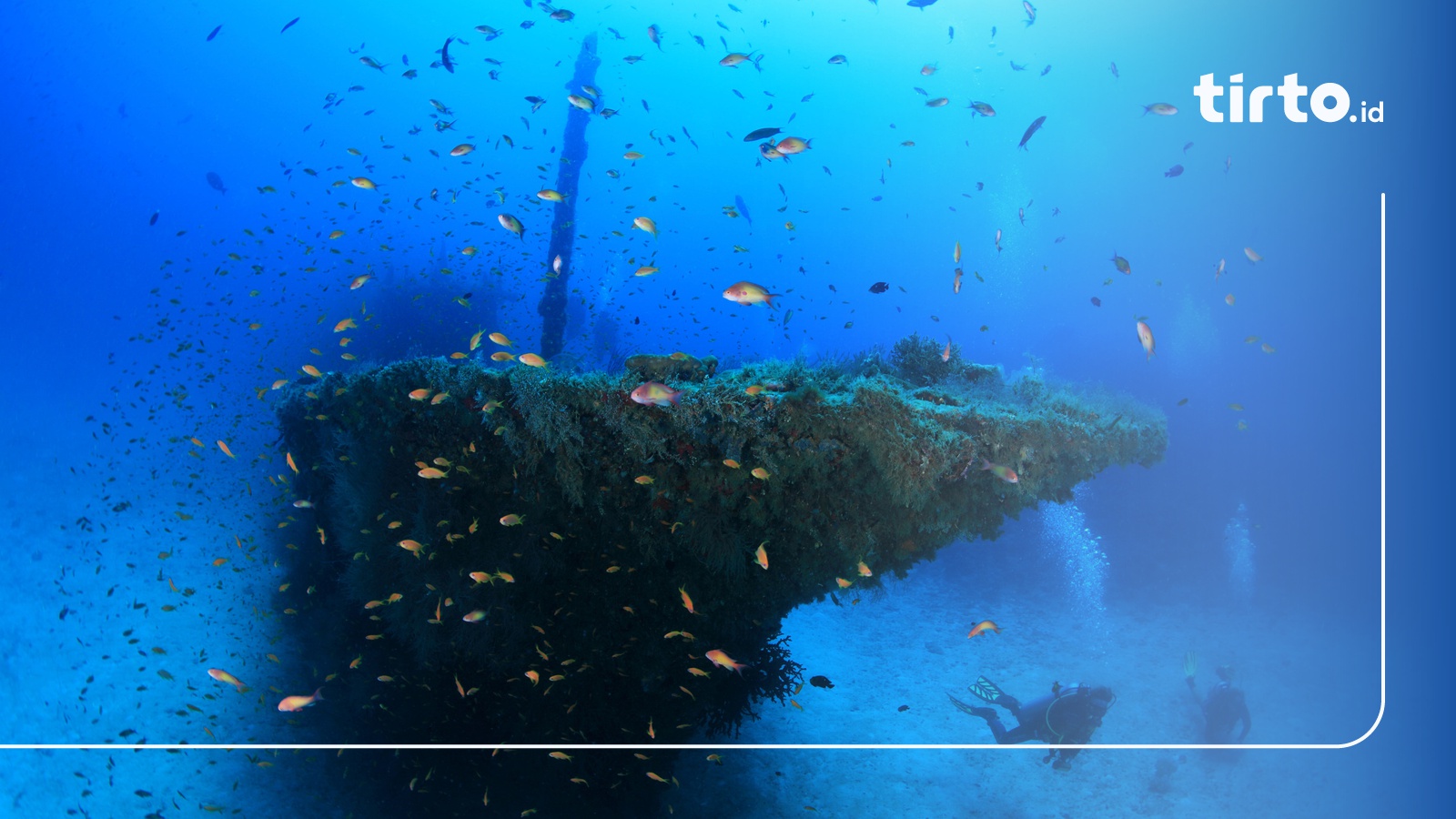 Pesona Gelap 10 Ikan Laut Dalam yang Unik dan Menyeramkan