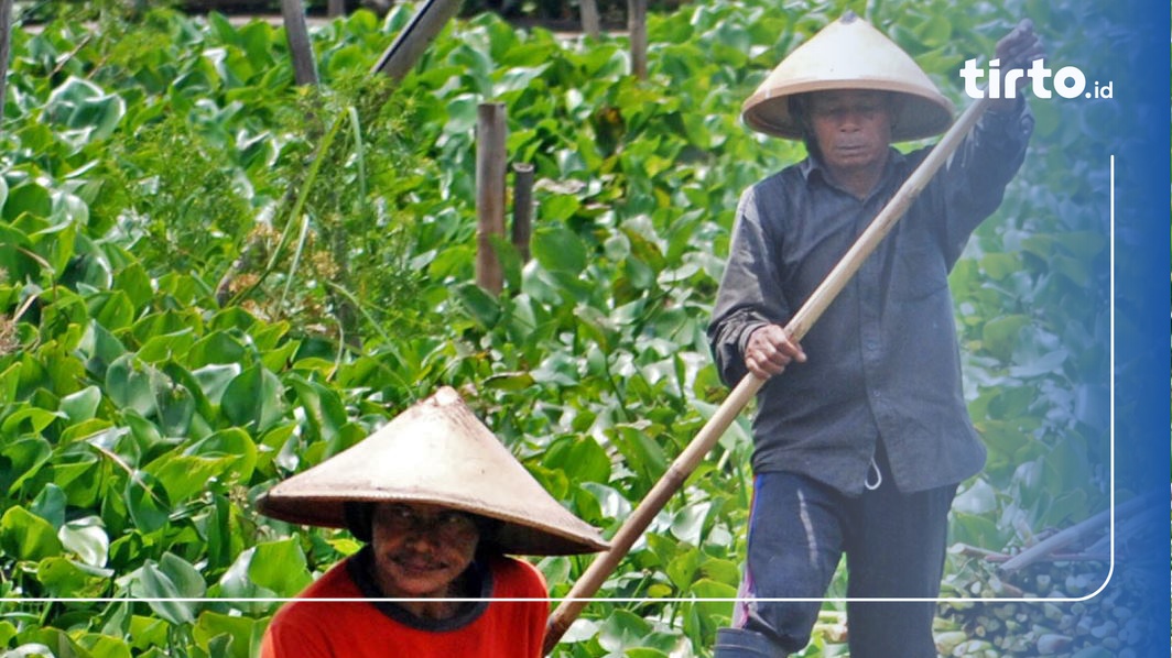 Enceng Gondok Rawa Pening Akan 