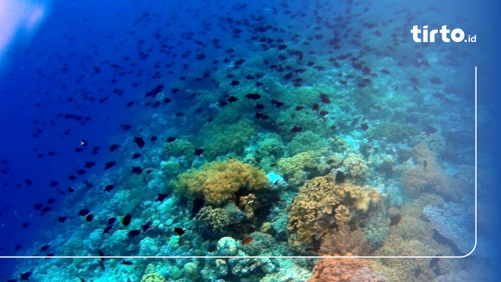 Mari Mabuk Selam Pulau Tomia