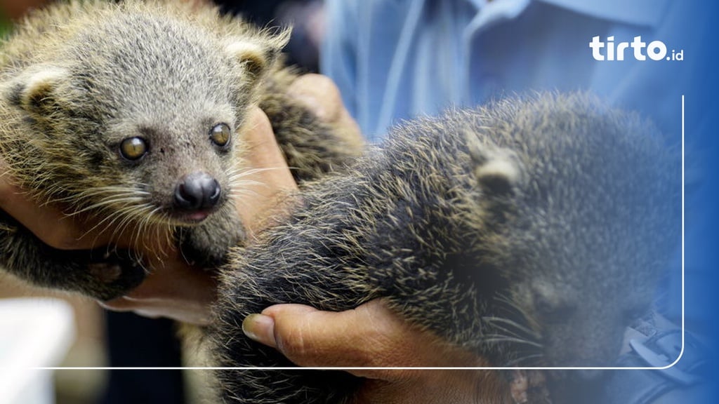 Mengenal Hewan Binturong, Satwa Langka Asal Indonesia