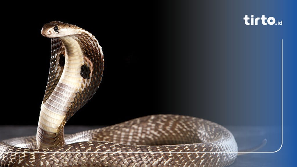 Bokira jinsiy aloqa Yoqimli qoramagizning ajoyib eshagi