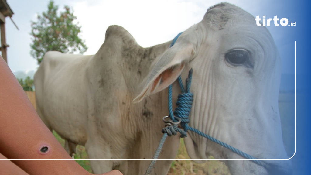 Ciri-Ciri Penyakit Antraks pada Manusia, Sapi, dan Cara Mencegah