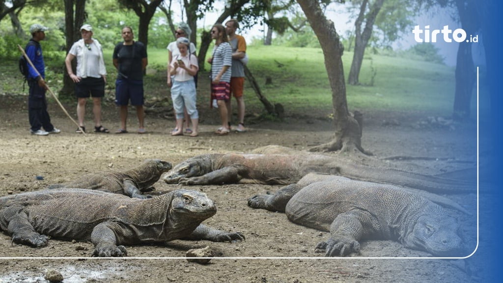 Di Balik Polemik Kenaikan Harga Tiket Taman Nasional Komodo Di NTT