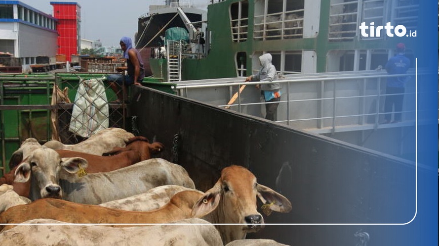 Pemerintah Impor 2 Ribu Sapi dari Australia Demi Tekan Harga Daging