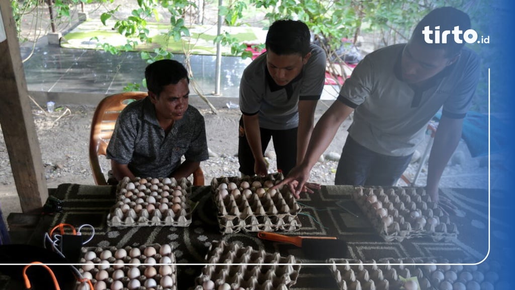 7 Manfaat Telur Ayam Kampung, Benarkah Lebih Sehat?