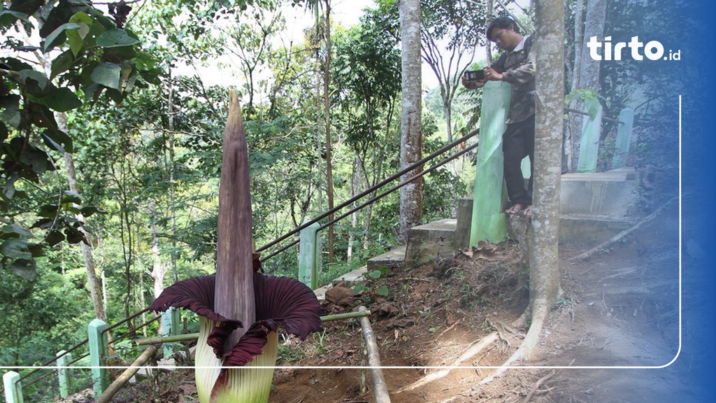 4 Faktor yang Mempengaruhi Persebaran Flora dan Fauna di Dunia