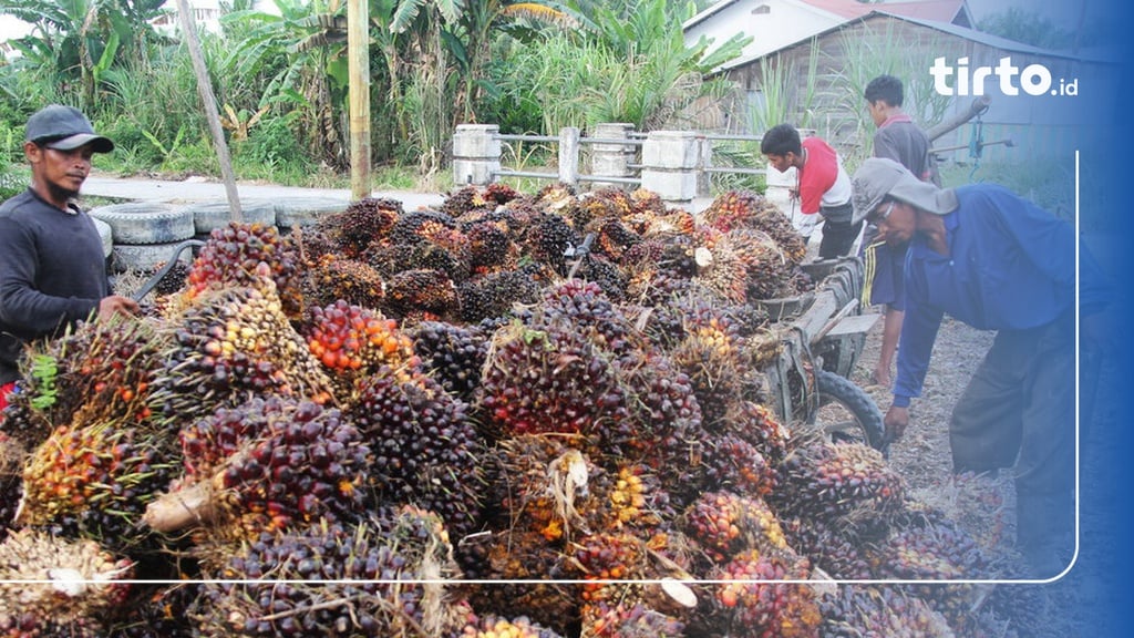 Nasib Petani Terhimpit Kebijakan Pembatasan Ekspor Limbah Sawit