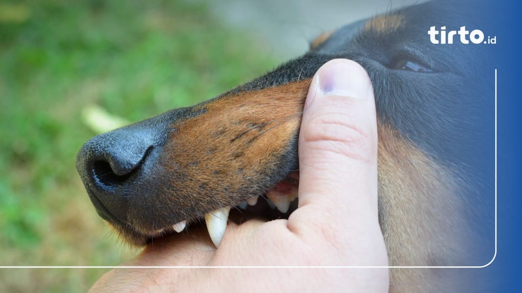 25 Orang di Riau Digigit Hewan Rabies pada Januari-Mei 2023