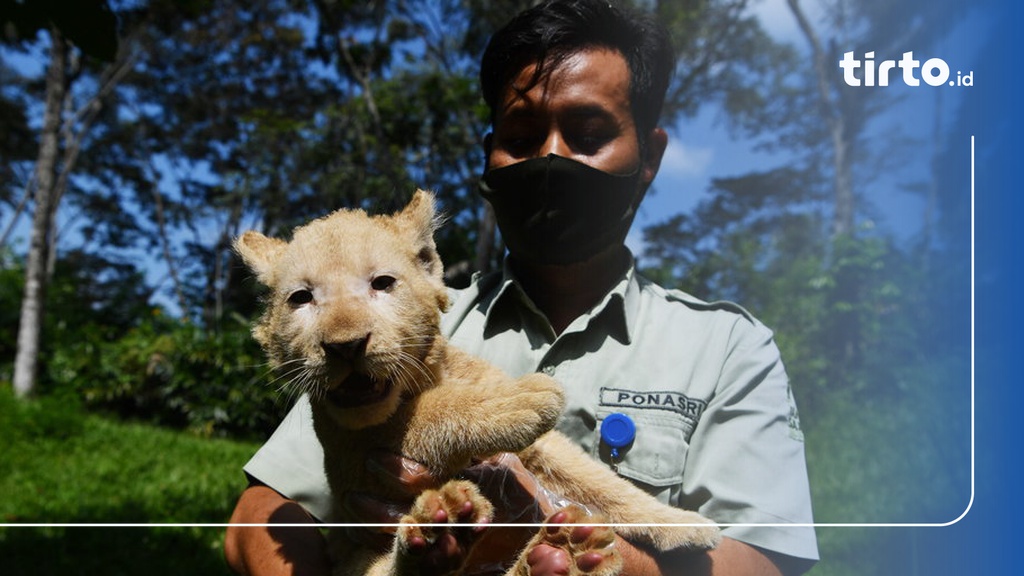 Harga Tiket Taman Safari Prigen Januari 2023 Dan Cara Belinya