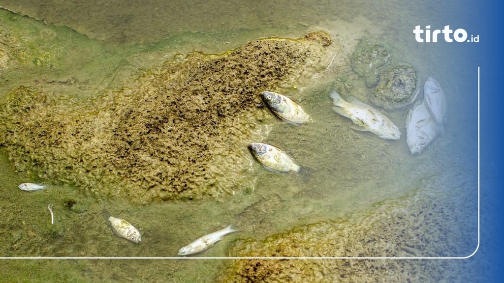 Apa Latar Belakang Gerakan Kimia Hijau?