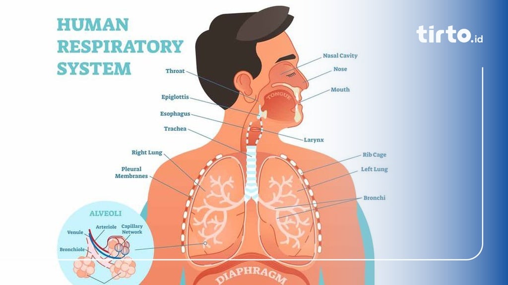 Proses Pertukaran Gas O2 dan CO2 di Paru-Paru Manusia