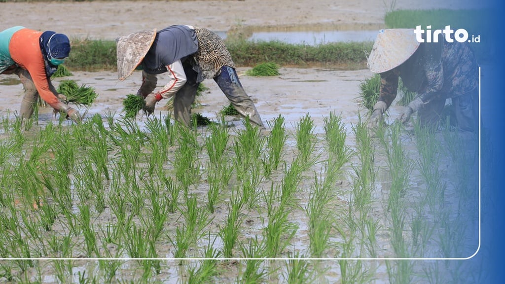 Contoh Ekosistem Sawah dan Pengertiannya