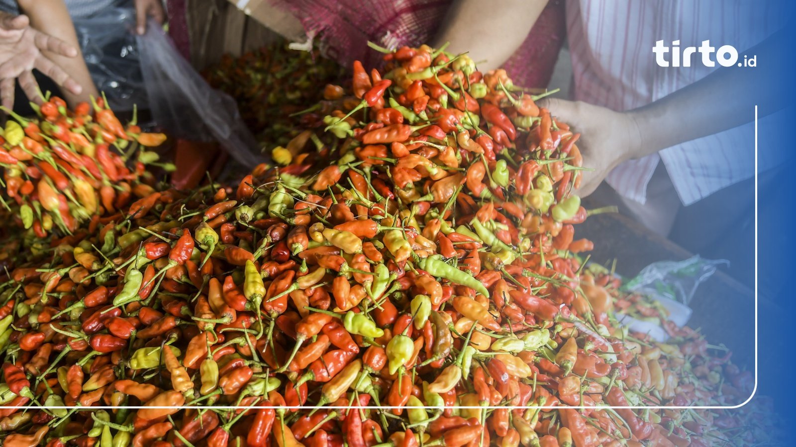 Harga Cabai Melonjak Tapi Petani Tak Ikut Menikmati Pak Zulhas