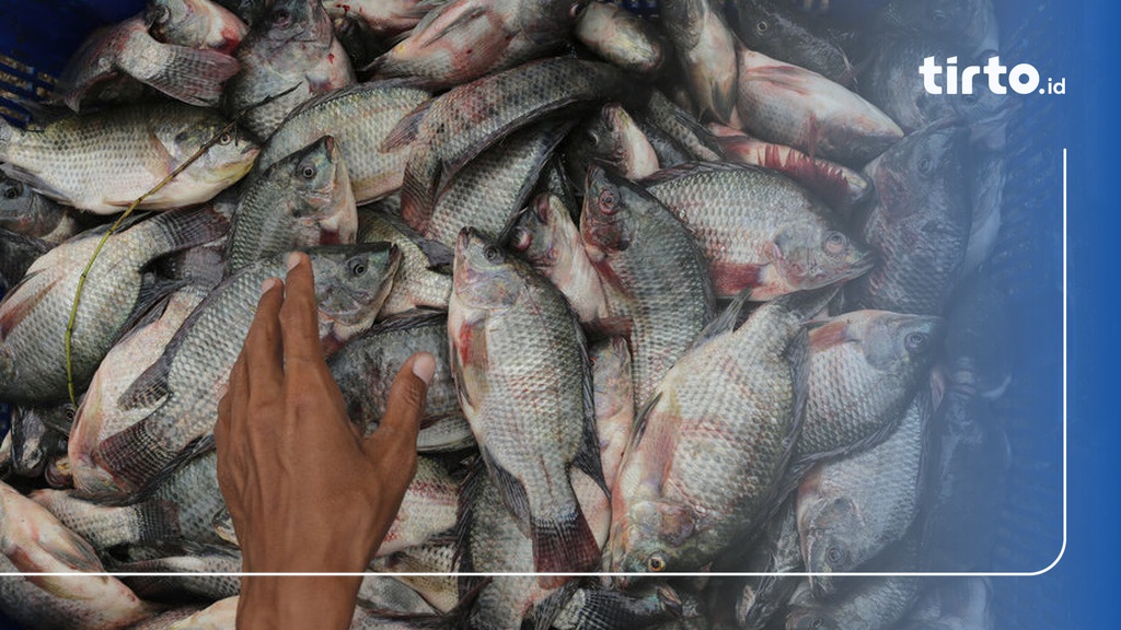 Apa Manfaat Ikan Nila Bagi Kesehatan Dan Kandungan Gizinya