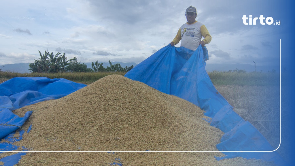 Bapanas Resmi Berlakukan HPP Gabah Dan Beras Terbaru