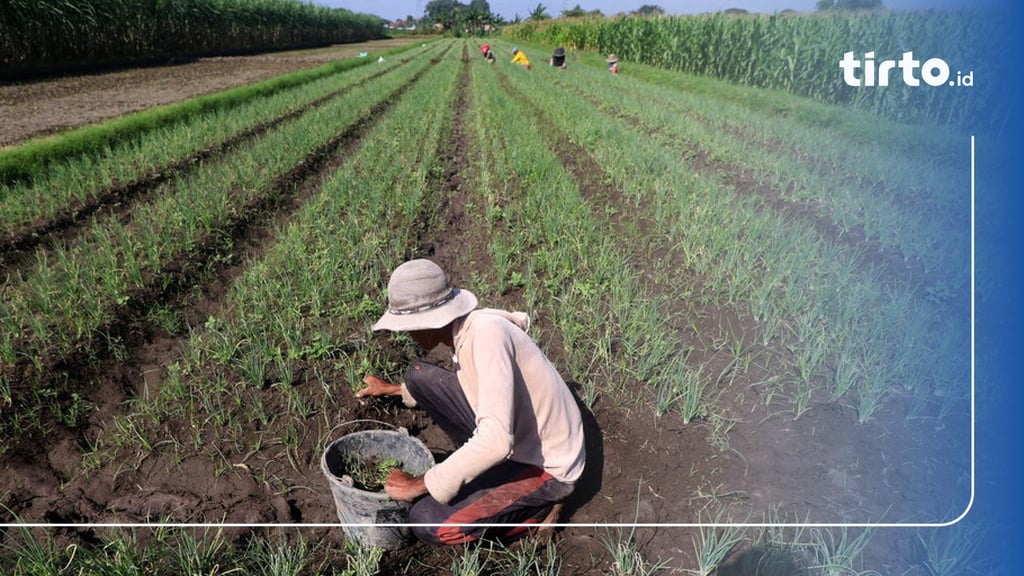 Minat Milenial Jadi Petani Tak Cukup Iming-iming Gaji Rp10 Juta