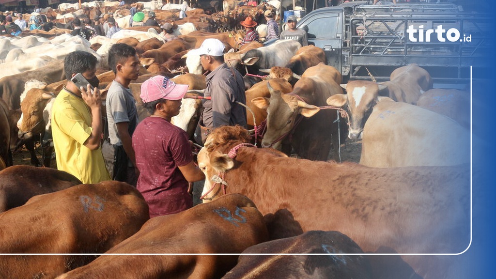 Hukum Menyembelih Hewan Kurban Pada Malam Hari