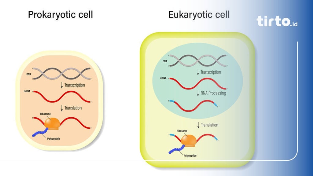 9 Perbedaan Sel Prokariotik dan Eukariotik beserta Contoh