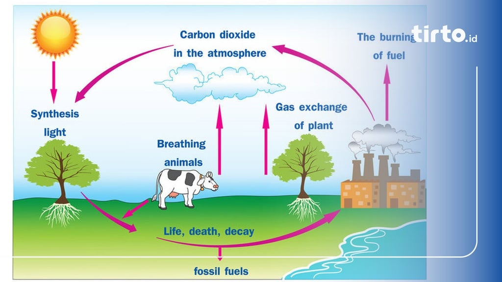 Pengertian Daur Biogeokimia, Fungsi, Jenis, Dan Contohnya