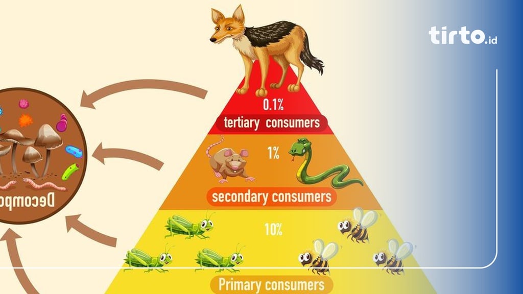 Pengertian Piramida Ekologi, Fungsi, Jenis, Dan Contohnya