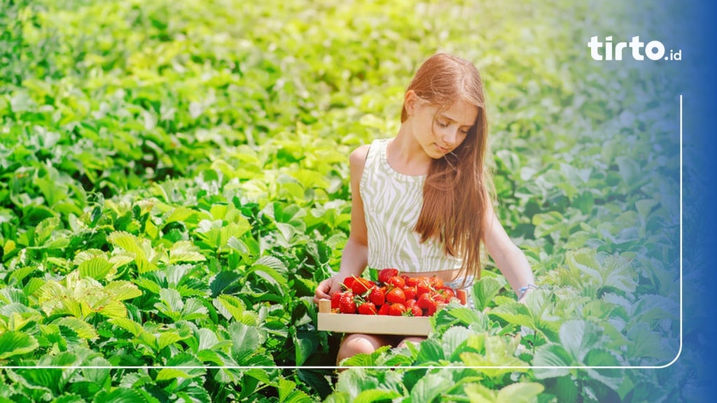 Apa Itu Generasi Strawberry, Ciri, Dan Fakta-Faktanya