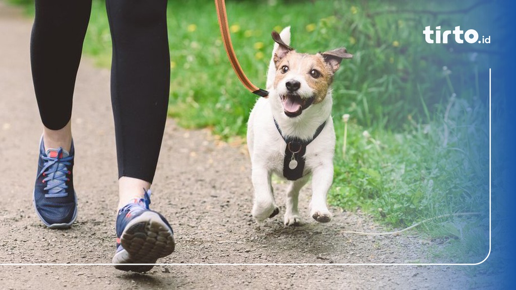 140 Nama Anjing Lucu, Unik, dan Bagus beserta Artinya