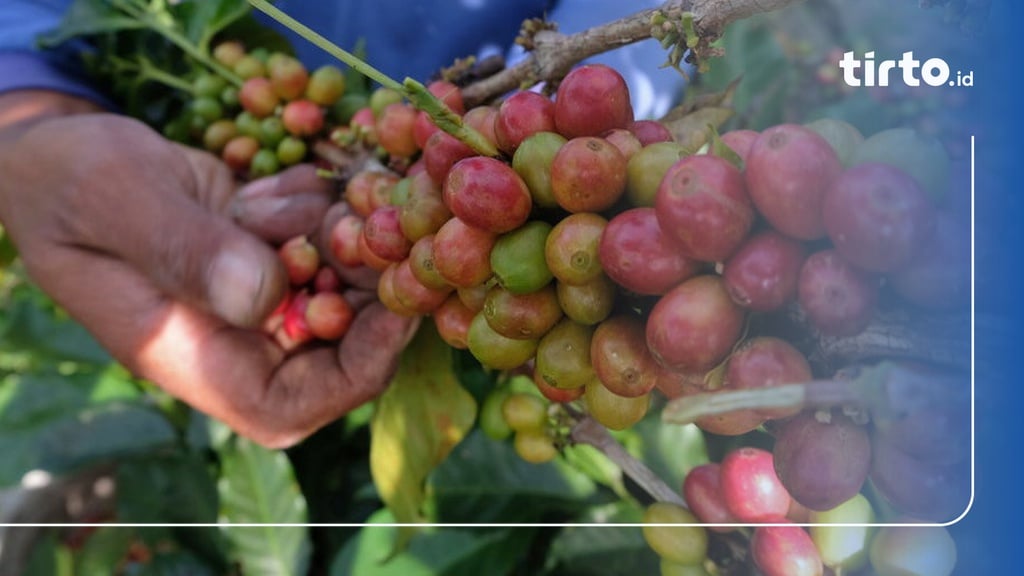 Penaikan Harga Kopi: Manis untuk Eksportir, Getir bagi Petani