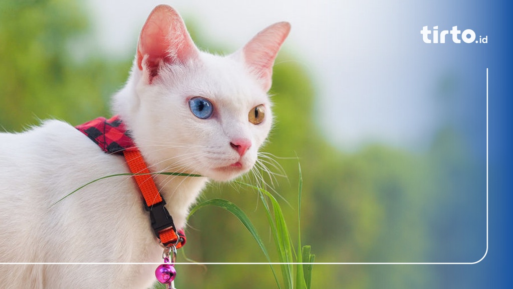 5 Fakta Unik Kucing Odd Eye, Harga, dan Cara Merawatnya